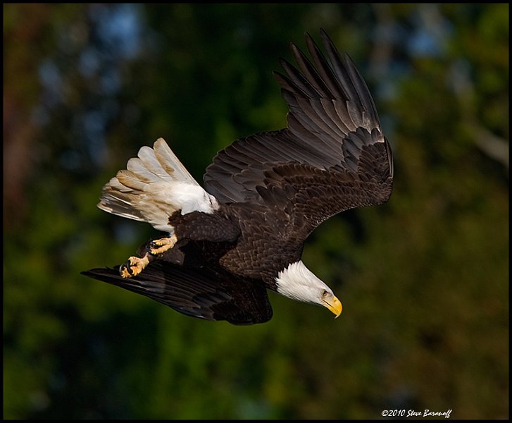 _0SB8975 american bald eagle.jpg
